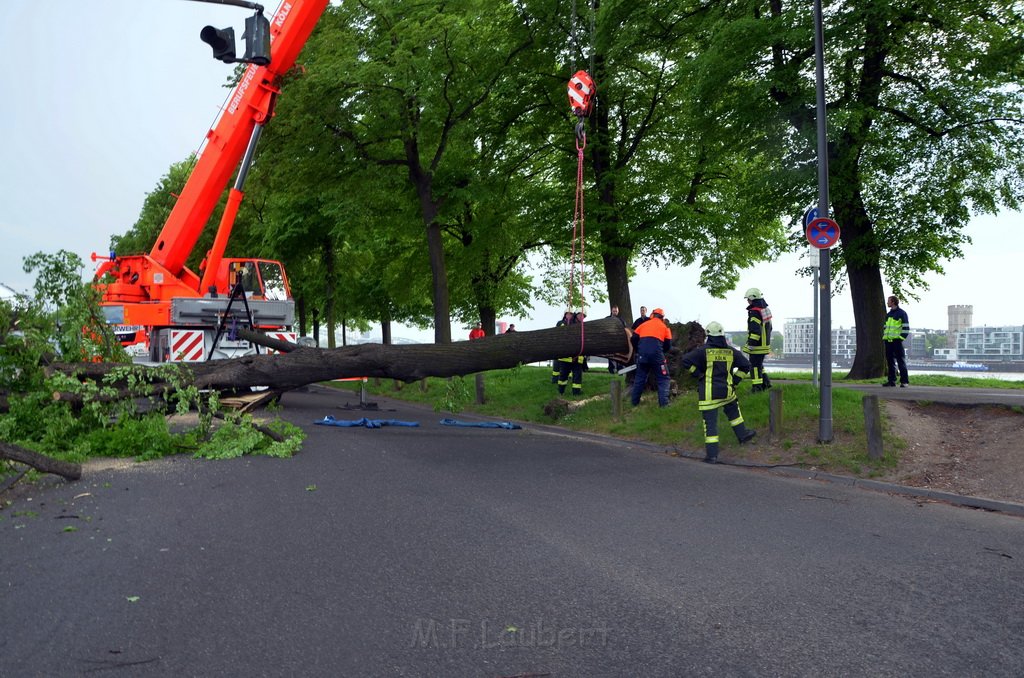 Baum auf Fahrbahn Koeln Deutz Alfred Schuette Allee Mole P629.JPG - Miklos Laubert